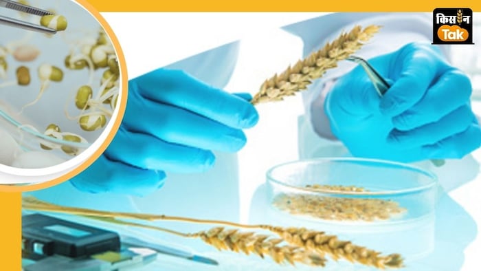 कृषि विभाग ने बताया है कि मक्का-तिल उत्पादन में मध्य प्रदेश पहले नंबर पर है.