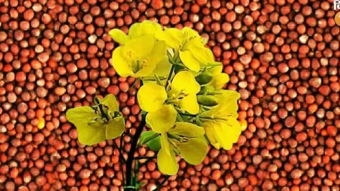 सरसों सत्याग्रह करेंगे राजस्थान के किसान.