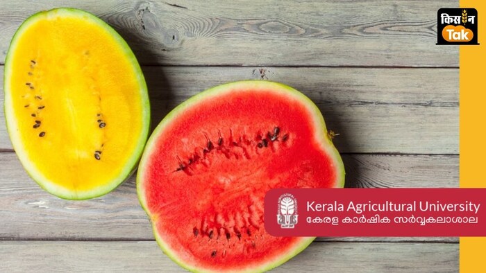 बीज रहित किस्म के आने से देश में तरबूज की खेती को बढ़ावा मिलेगा. (सांकेतिक तस्वीर)