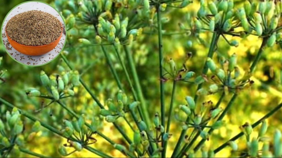 जीरे की फसल में लगे कीटों को फौरन खत्म कर देंगी ये दो दवाएं, इसबगोल और मेथी का भी जानें उपाय