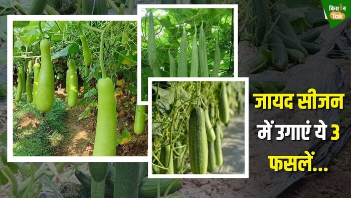 जायद में उगाई जाने वाली सब्जियां