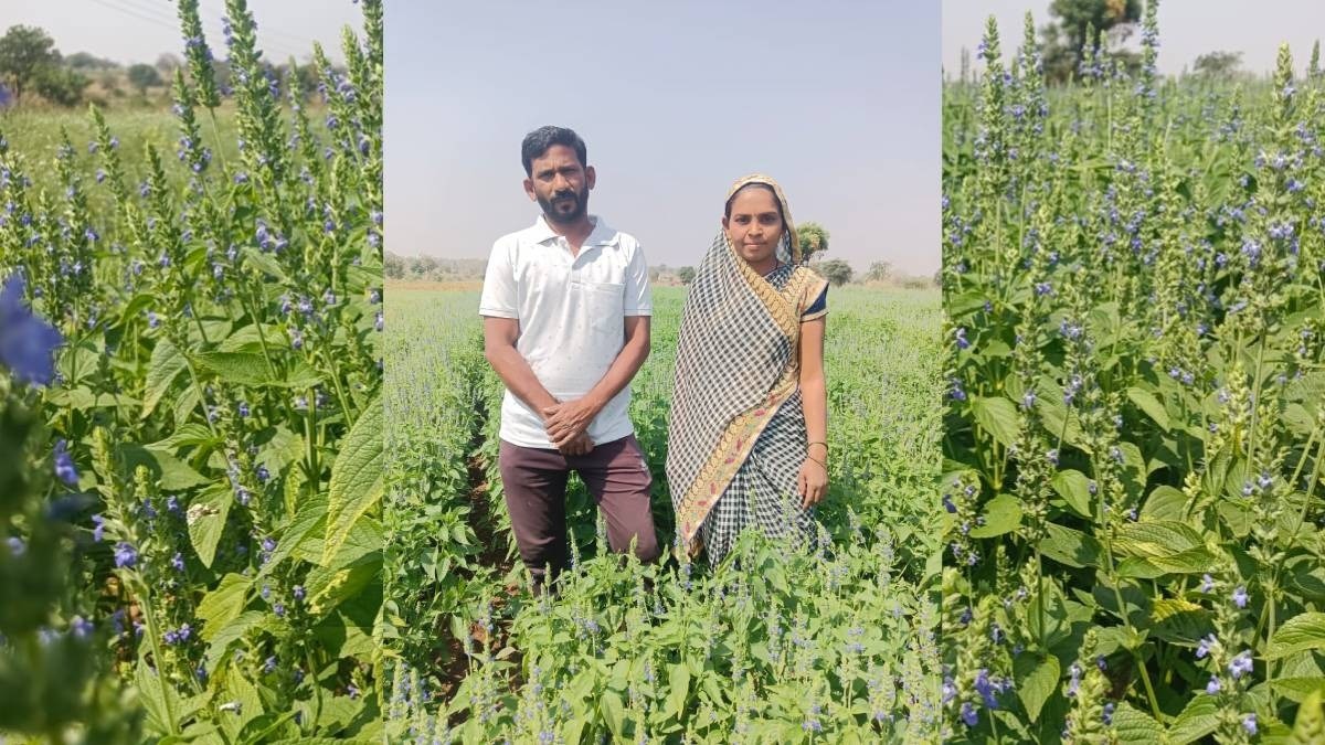 हिंगोली के किसान ने चिया सीड की खेती की