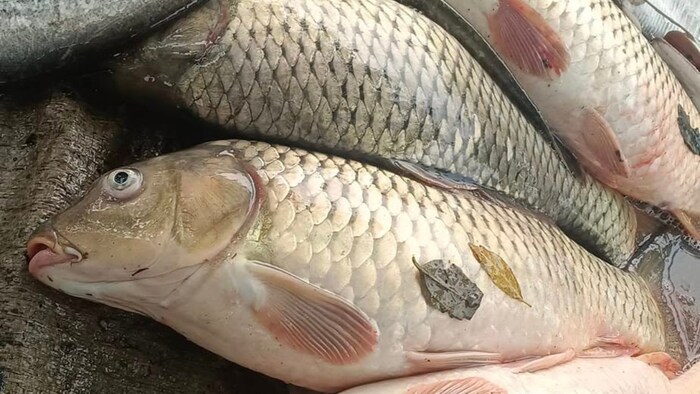 बीमा योजना का लाभ देने के लिए ऑफलाइन पंजीकरण की प्रक्रिया है.