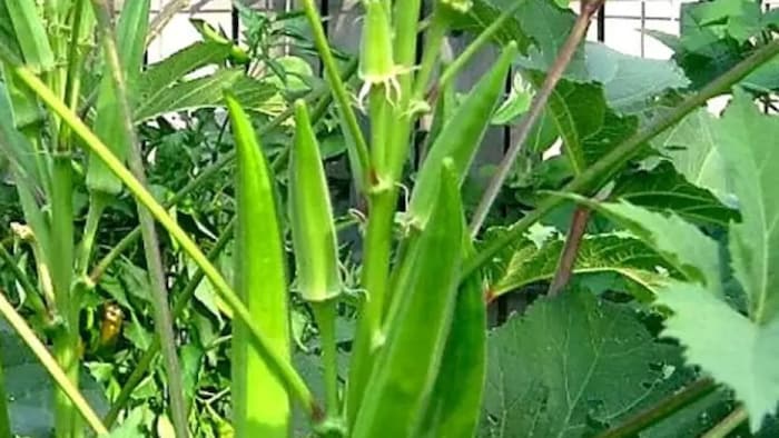 Okra Farming