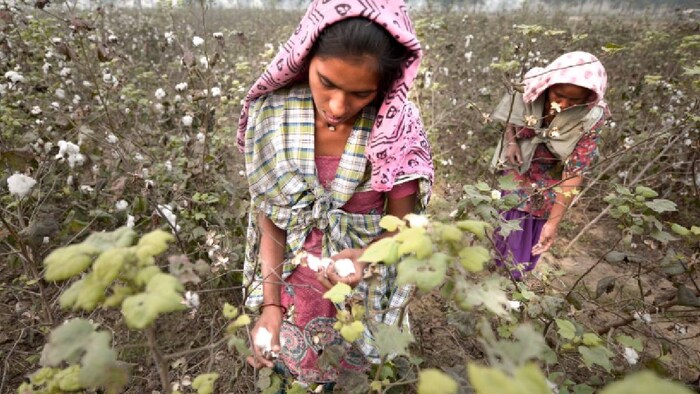 cotton farming