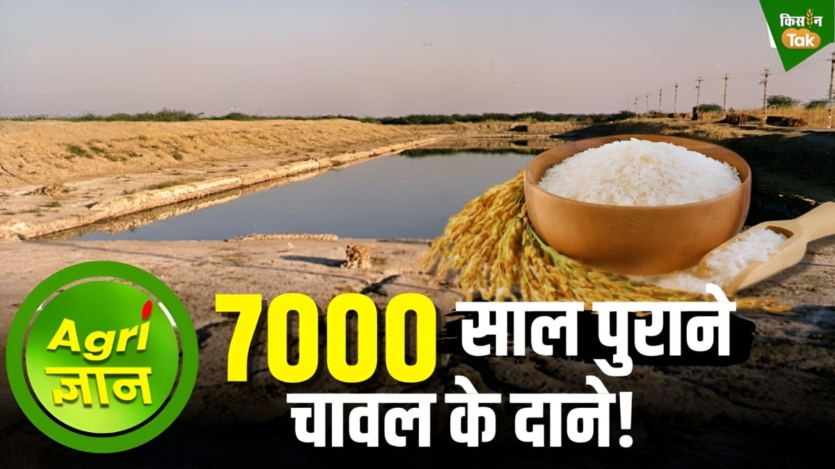 भारत में कितनी पुरानी है चावल की कहानी.