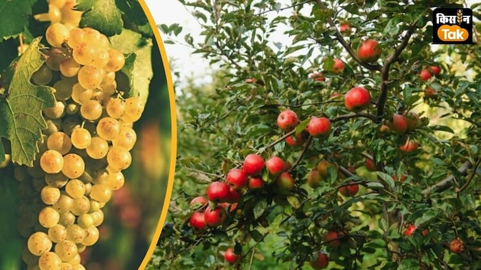 उत्तराखंड बागवानी विभाग और JICA ने शुरू किया नया प्रोजेक्ट