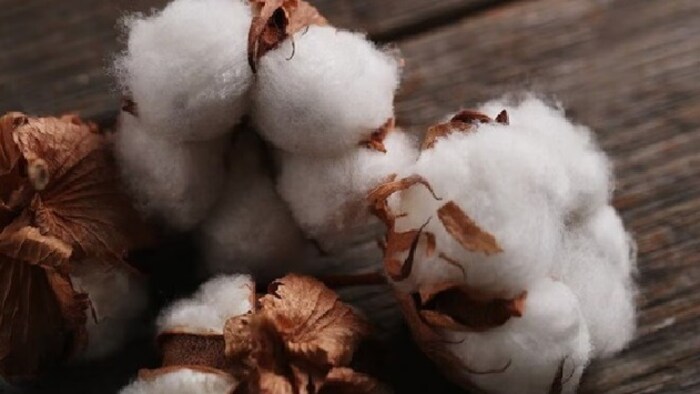 कताई मिलों के पास इन्वेंट्री के रूप में 27 लाख गांठ होने का अनुमान है.