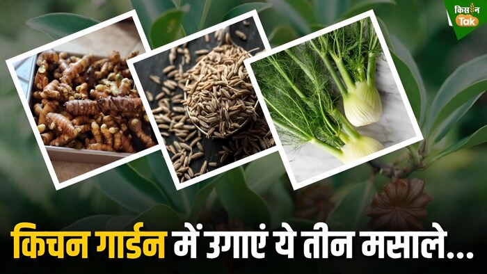 किचन गार्डन में लगाए जाने वाले मसाले