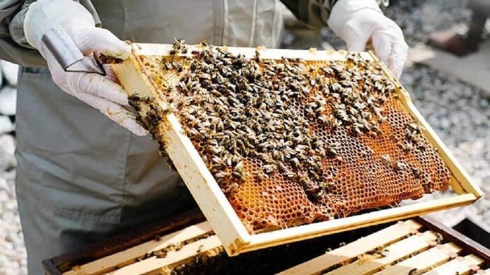 लीची किसानों की आय बढ़ाने के लिए राष्ट्रीय लीची अनुसंधान केंद्र मधुमक्खी पालन की स्पेशल ट्रेनिंग दे रहा है.