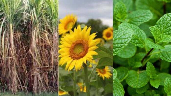 फरवरी में गन्ना सुरजमुखी और मेंथा बुवाई करें