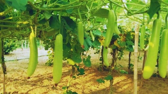 लौकी की खेती