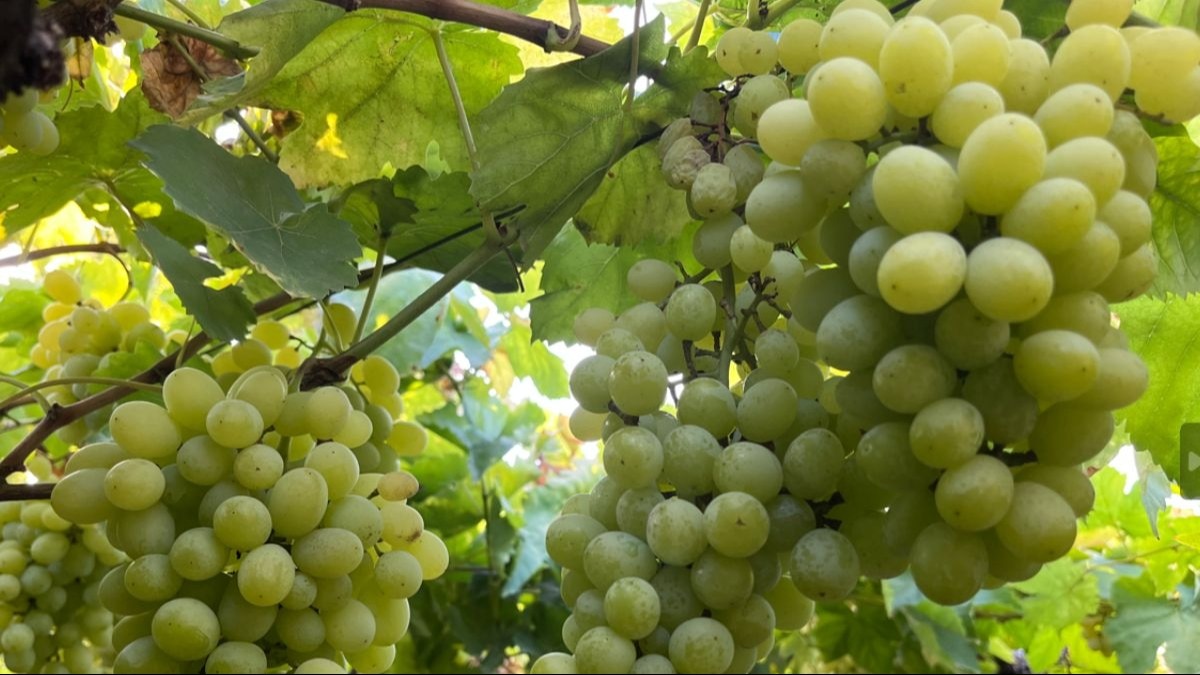 Grape Bazaar Bhav: अंगूर के भाव में बनी रहेगी तेजी, 100 रुपये किलो तक जा सकता है रेट