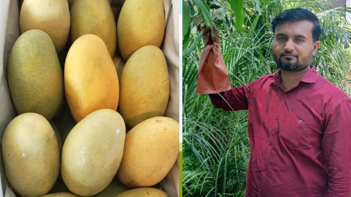 लखनऊ का दशहरी आम दुनिया भर में प्रसिद्ध है.