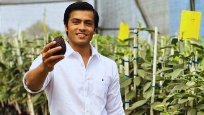 Avocado Farming (Photo: Twitter/@indoisraelavo)