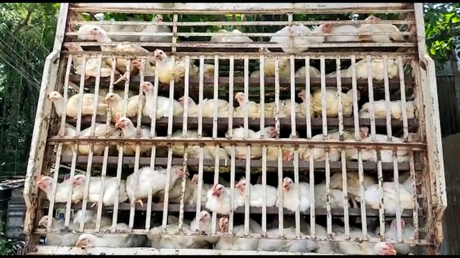 Myth buster: बर्ड फ्लू में भी खाया जा सकता है अंडा,  पोल्ट्री एक्सपर्ट ने बताया सरल लॉजिक  Myth buster: बर्ड फ्लू में भी खाया जा सकता है अंडा,  पोल्ट्री एक्सपर्ट ने बताया सरल लॉजिक