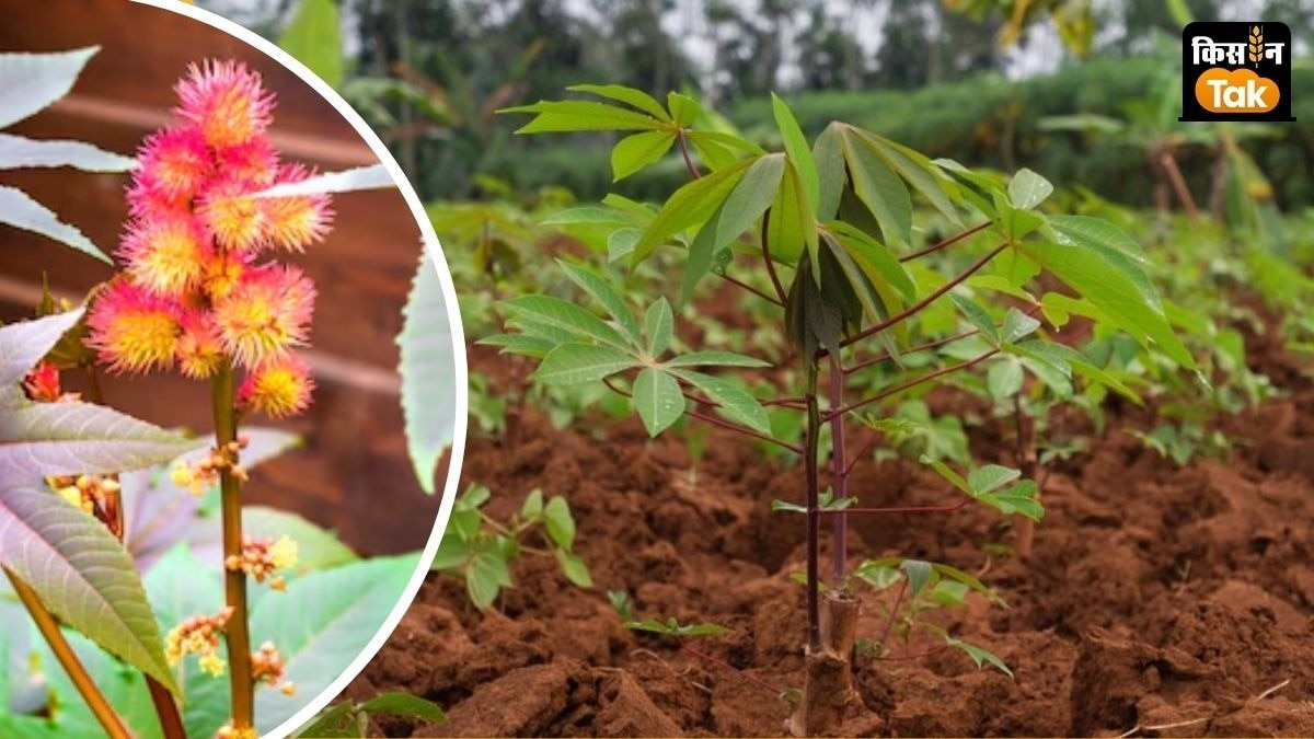 अगस्त में बारिश ने अरंडी फसल को नुकसान पहुंचाया है.