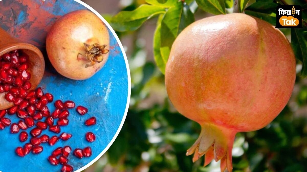 Pomegranate Export: भगवा अनार का जलवा, मुरीद हुए आस्ट्रेल‍िया के लोग...भारत ने क‍िया एक्सपोर्ट 