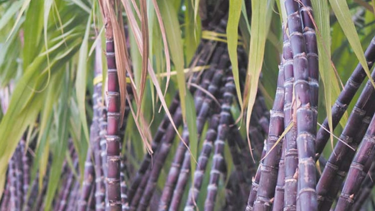 Sugarcane Farming: गन्ने के अच्छे जमाव के लिए पहली सिंचाई कब दें, खरपतवार नियंत्रण के लिए कौन सी दवा है बेस्ट?