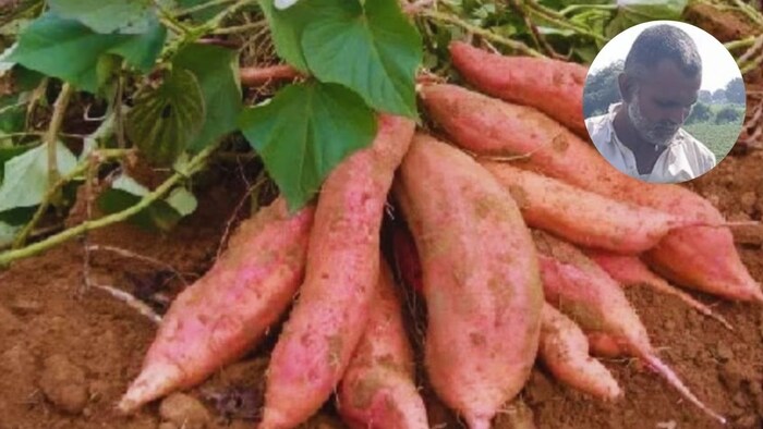 Sweet Potato Farming