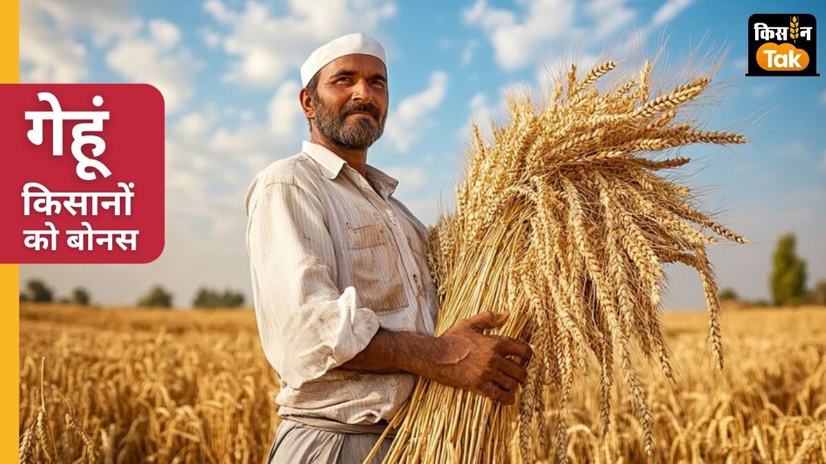 देश के कुछ इलाकों में गेहूं कटाई शुरू हो गई है तो कुछ हिस्सों में शुरू होने वाली है.