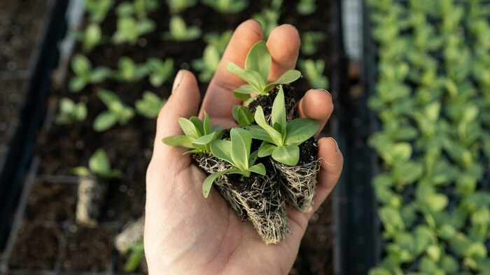 बिना मिट्टी के उगा लें ये पौधे (प्रतीकात्मक तस्वीर/गेटी इमेज)