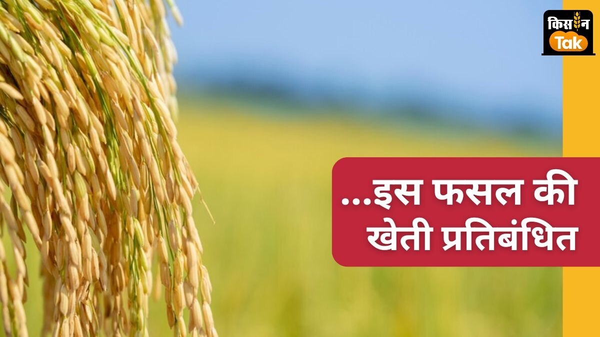 डीएम ने कहा साठा धान की खेती प्रतिबंधित है. इसलिए इसकी बुवाई न करें.