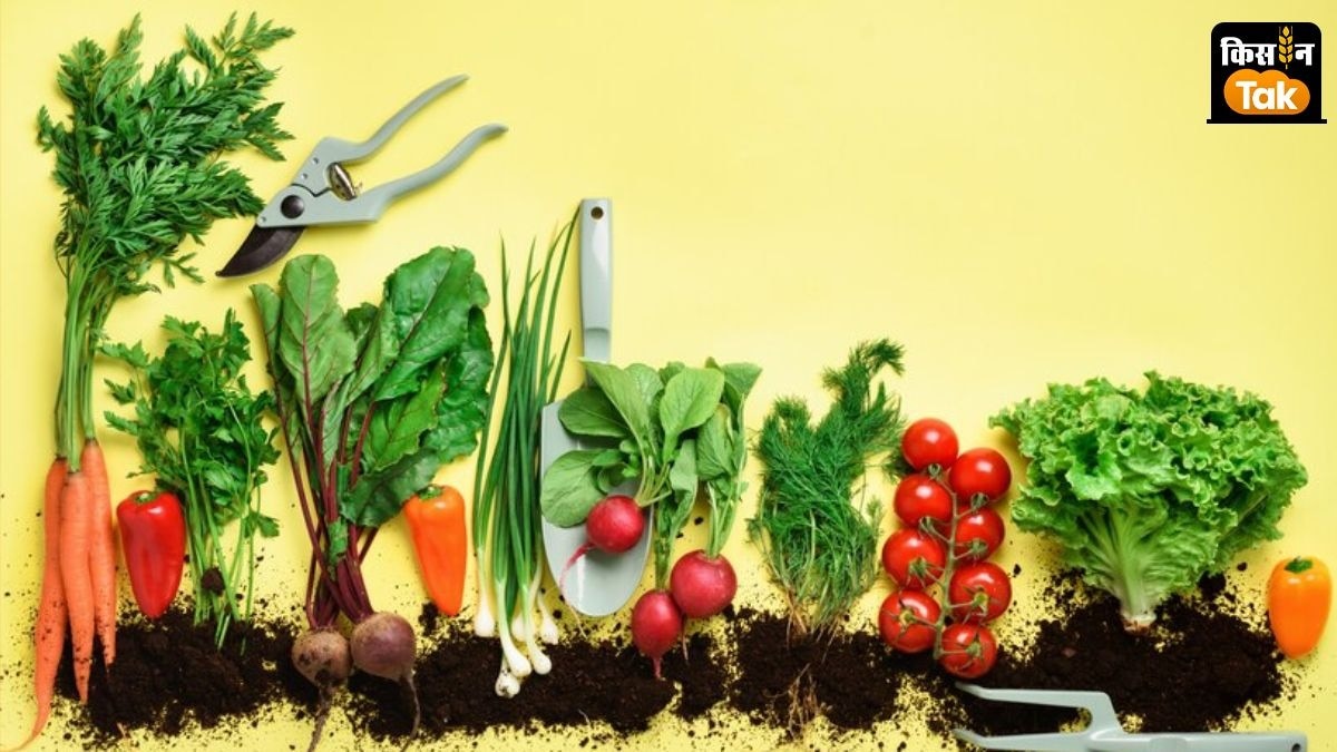 किसानों को एफिड कीट और गर्म मौसम से बचाव के लिए खास तैयारी करनी होगी.