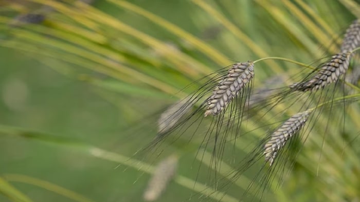 राज्य में गेहूं का औसत रकबा 75 लाख हेक्टेयर है और कुछ इलाकों में कटाई भी शुरू हो चुकी है.