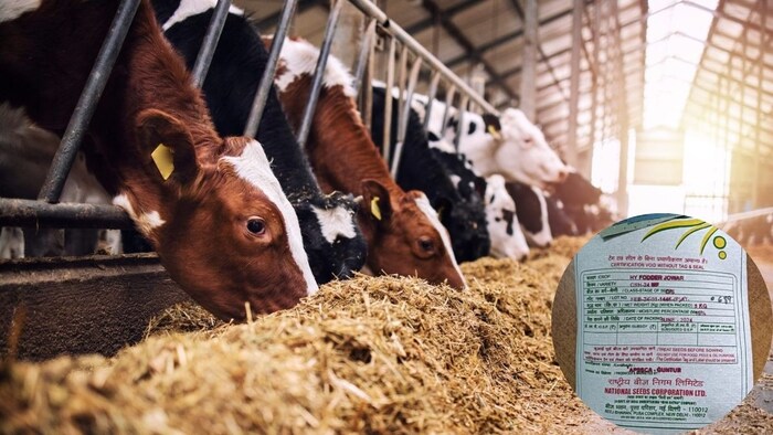 पशुओं के लिए सही आहार है जरूरी!