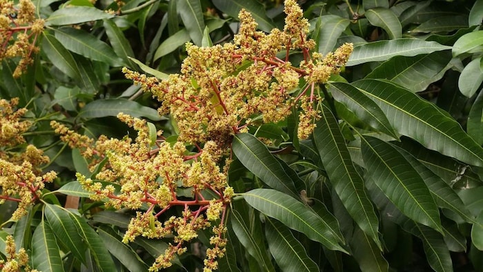 आम की खेती के टिप्स