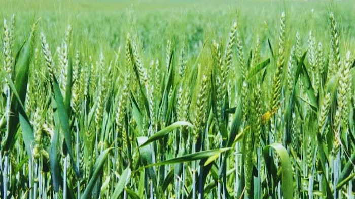 BNI Technology Wheat Variety