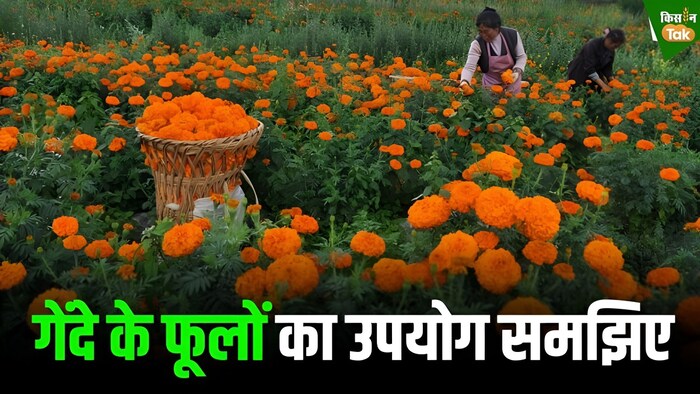 गेंदे के फूलों से कमाई का तरीका