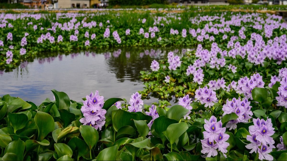 तालाब में मछलियों की जान ले लेती है जलकुंभी, इस जैविक विधि से करें खात्मा