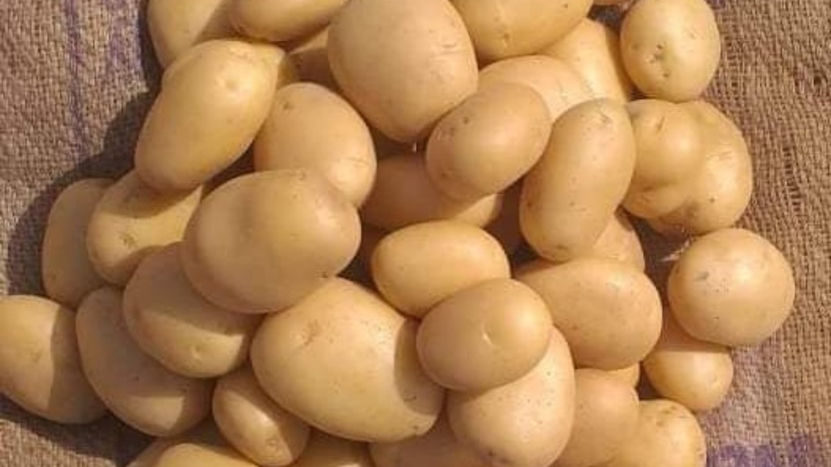 आलू के भंडारण के लिए कोल्ड स्टोरेज का किराया नहीं बढ़ाने पर सहमति बनी है.