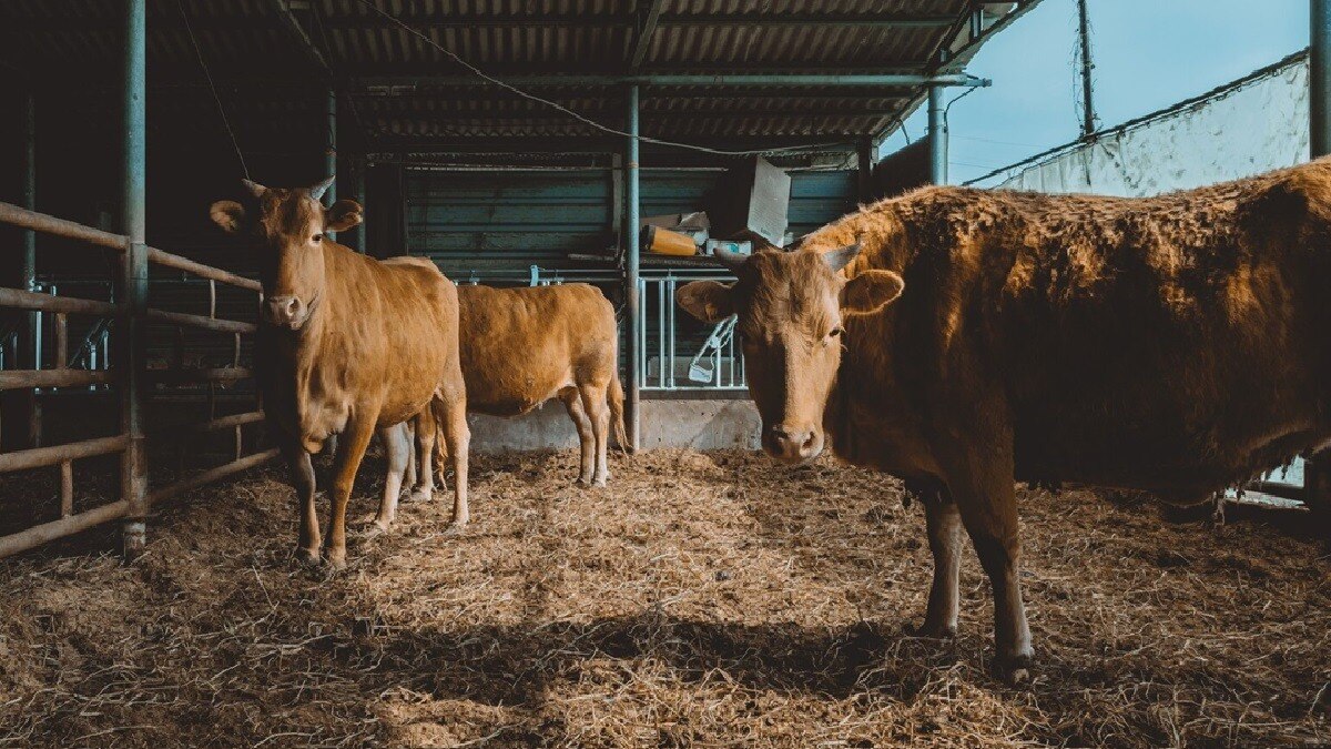 राष्ट्रीय गोकुल मिशन के तहत मोतिहारी में स्वदेशी नस्ल विकास केंद्र शुरू होगा.