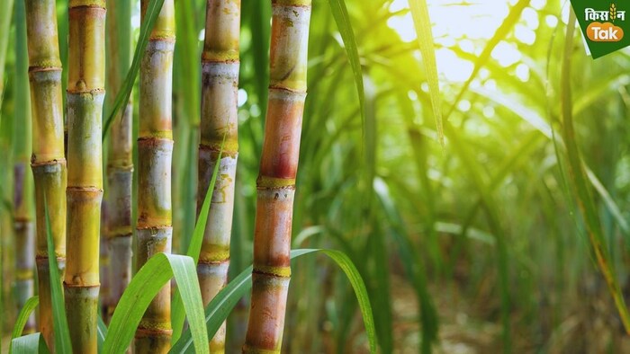 Sugarcane Tips