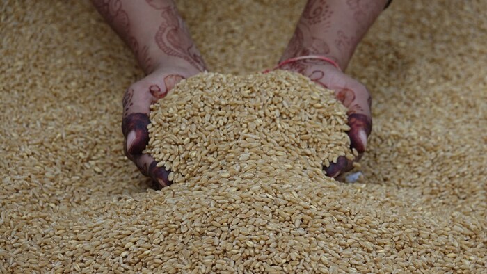 एमएसपी पर गेहूं बिक्री के लिए ऑनलाइन या ऑफलाइन रजिस्ट्रेशन जरूर करने की अपील की है.