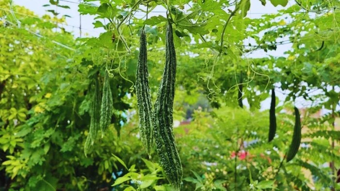 करेले की खेती