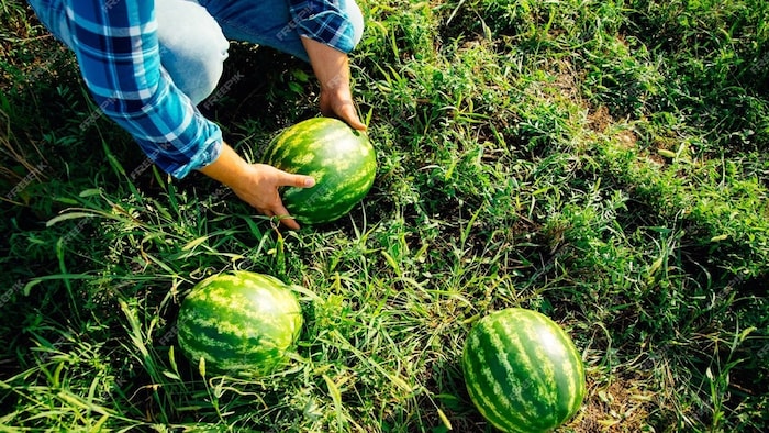 गर्मियों में धान की बुवाई करने वाले किसानों को खेत में 3 से 5 सेंटीमीटर पानी रखने की सलाह दी गई है.