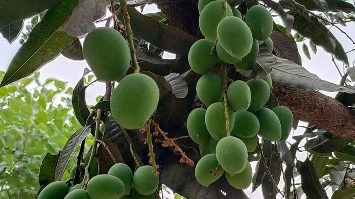 बौर तो सलामत रहेंगे ही फल की उपज और गुणवत्ता भी बढ़ जाएगी