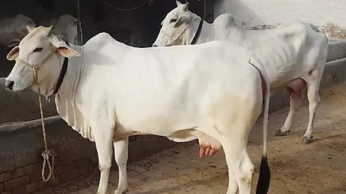 देसी नस्ल की थारपारकर गाय भारत की बेहतरीन दुधारू गायों में से एक है.