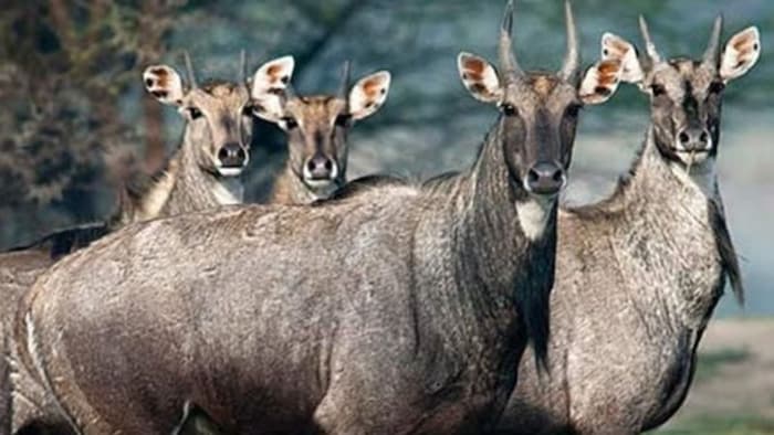 troubled by stray animals