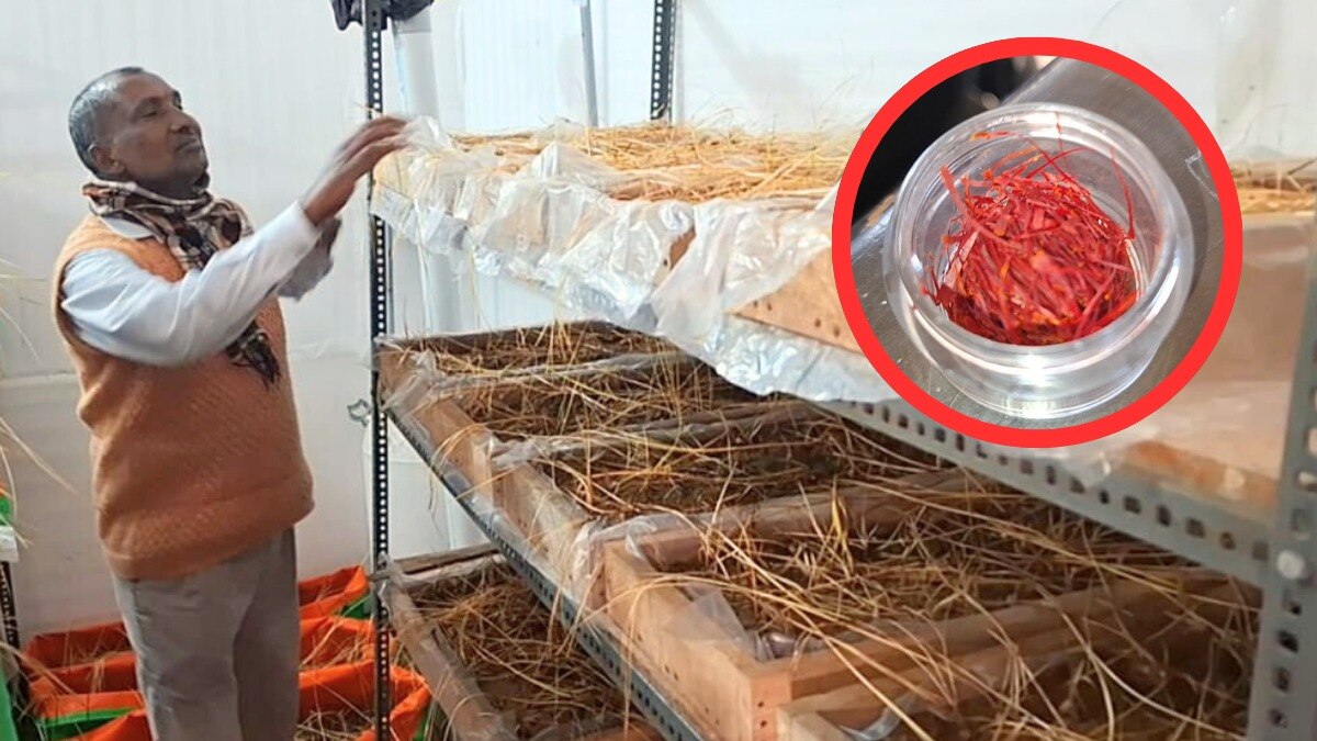 केसर की खेती