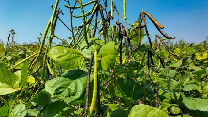 जायद सीजन में उड़द दाल की बुवाई फरवरी से मार्च के अंत तक की जाती है.