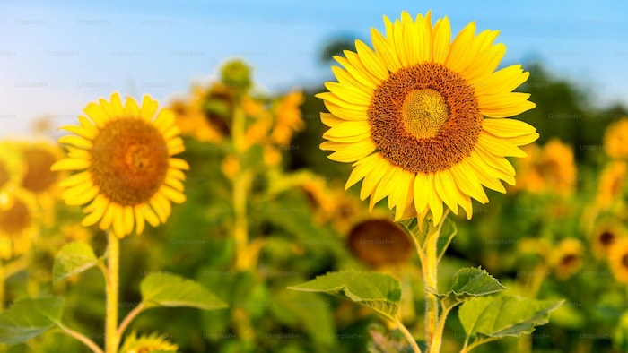 How to grow Sunflower