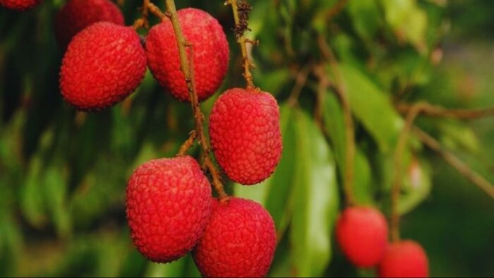 लीची के फल