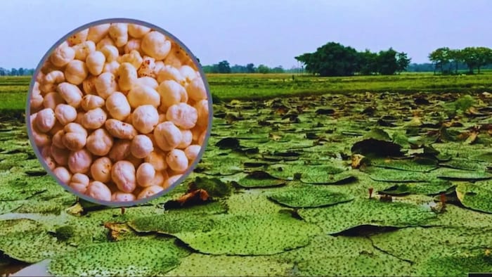 मखाने की खेती