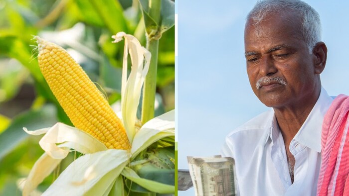 योगी सरकार ने 2027 तक मक्के का उत्पादन दोगुना करने का रखा लक्ष्य