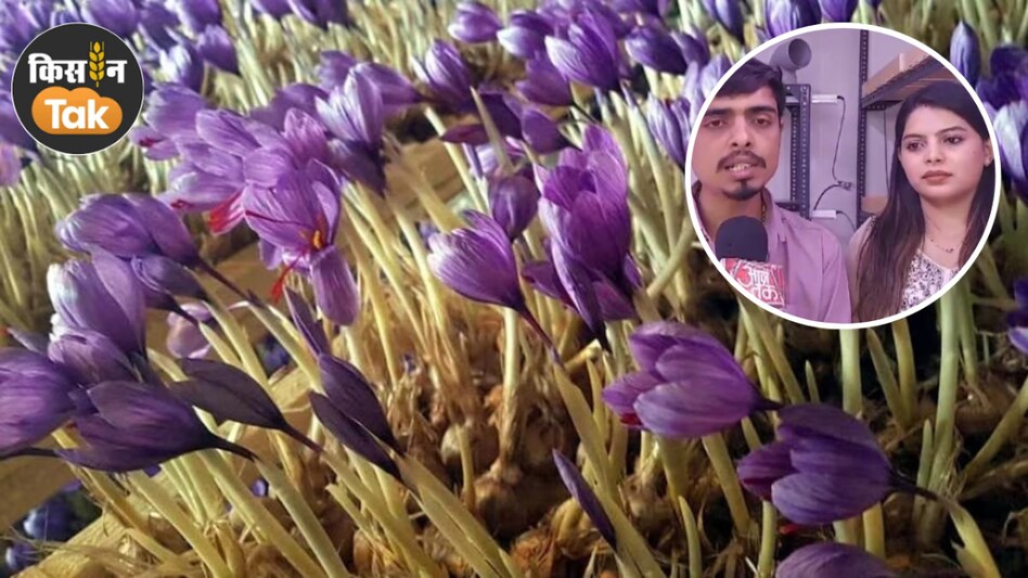 नौकरी छोड़ घर पर ही केसर उगा रहे पति-पत्नी, तीन करोड़ पहुंची सालाना कमाई नौकरी छोड़ घर पर ही केसर उगा रहे पति-पत्नी, तीन करोड़ पहुंची सालाना कमाई